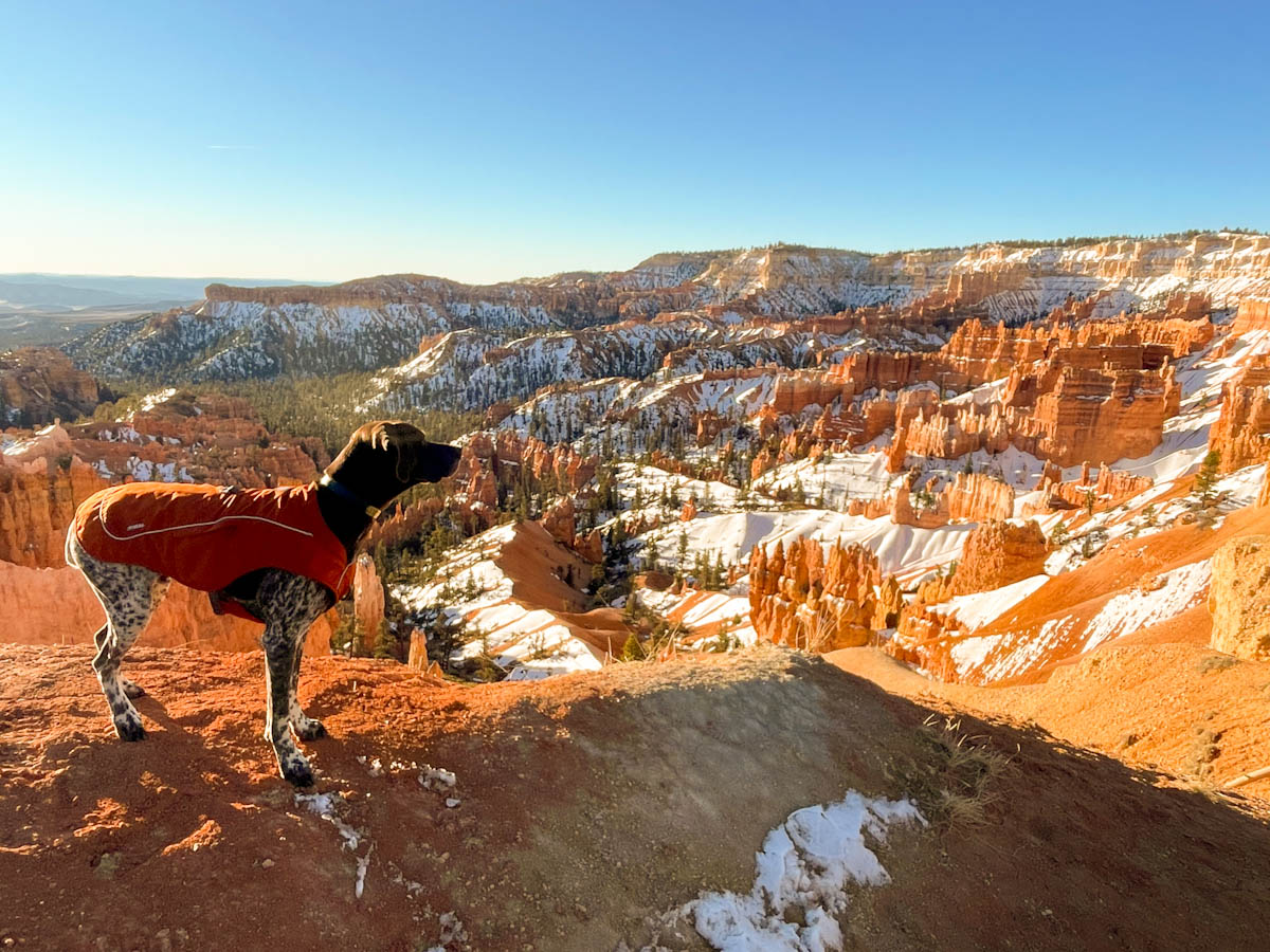A dog wearing an orange overcoat looking at rock formations in Bryce Canyon National Park