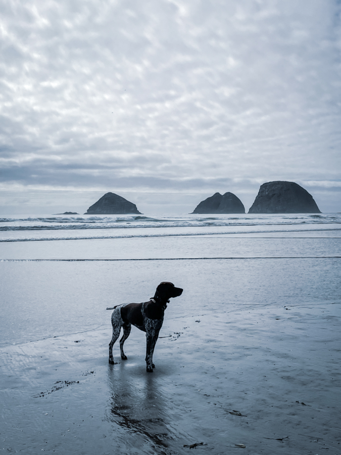 A dog standing at the beach on the coast of Oregon