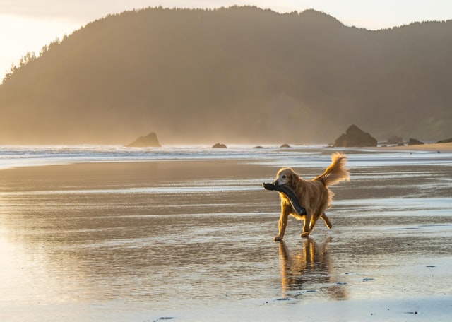 A dog running on a beach at sunset