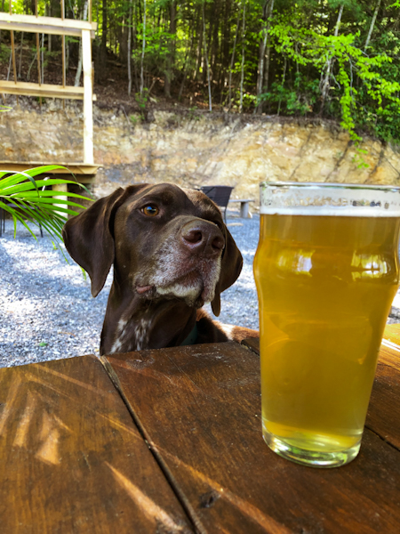 A dog looking at a pint glass of beer