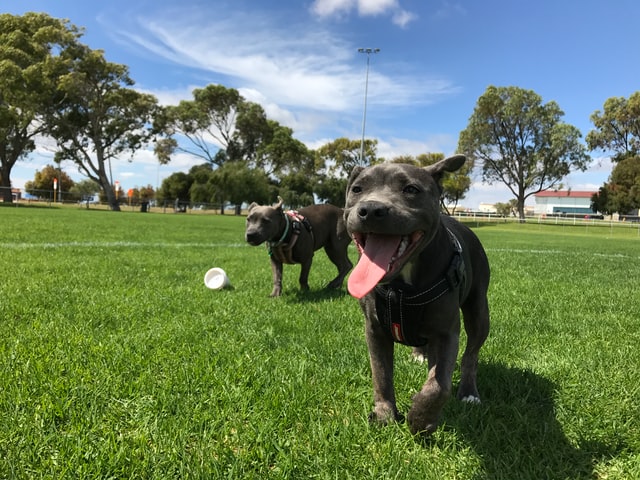 Two black dogs playing with a frisbee at a dog park