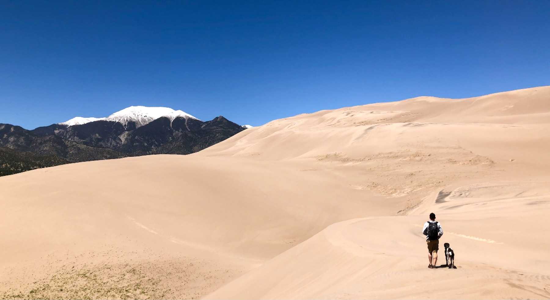 A man and his dog walking in the sand dunes of Great Sand Dunes National Park