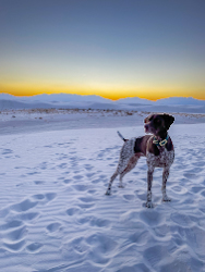 A dog standing in front of a sunset at White Sands National Park in New Mexico