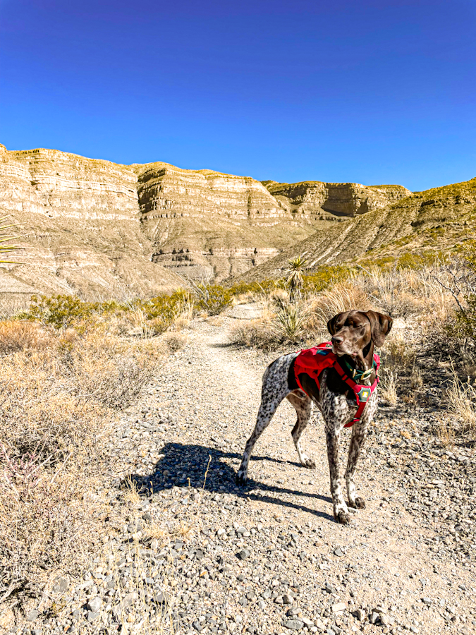 A dog wearing a hiking backpack and standing on a hiking trail in Dog Canyon