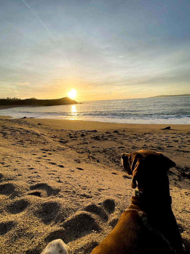 A dog watching the sunset on Monastery Beach