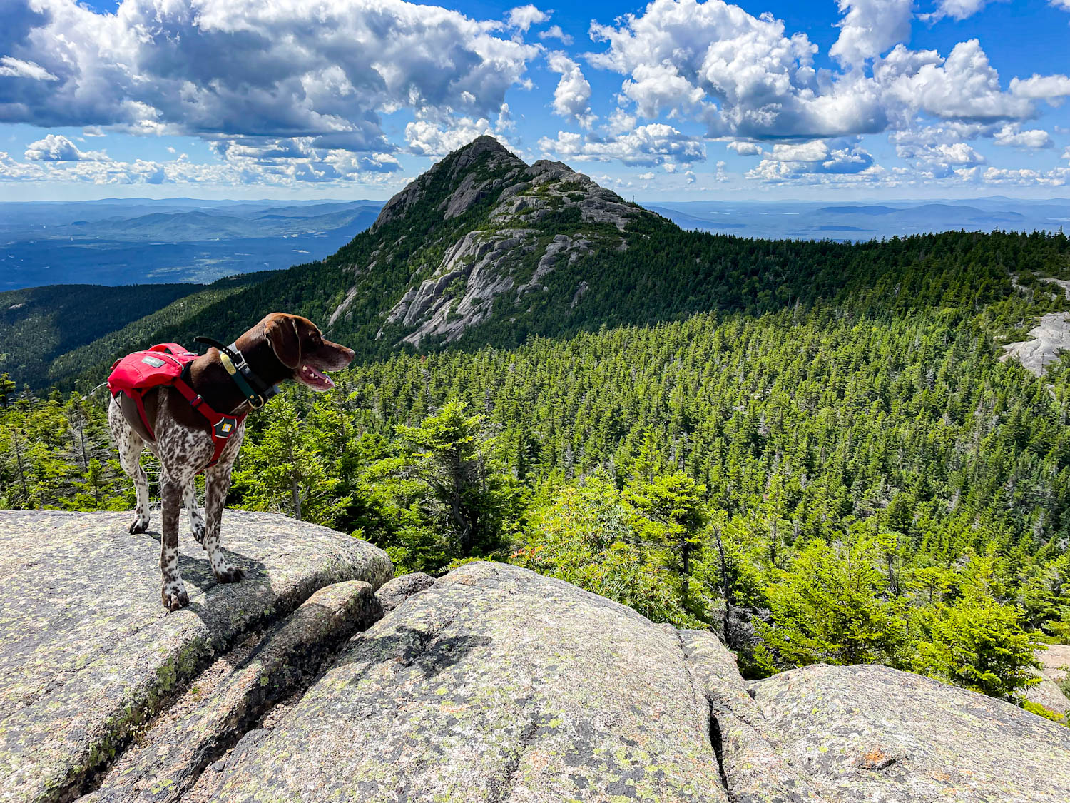 German Shorthaired Pointer wearing a red backpack and looking at Mount Chocorura 