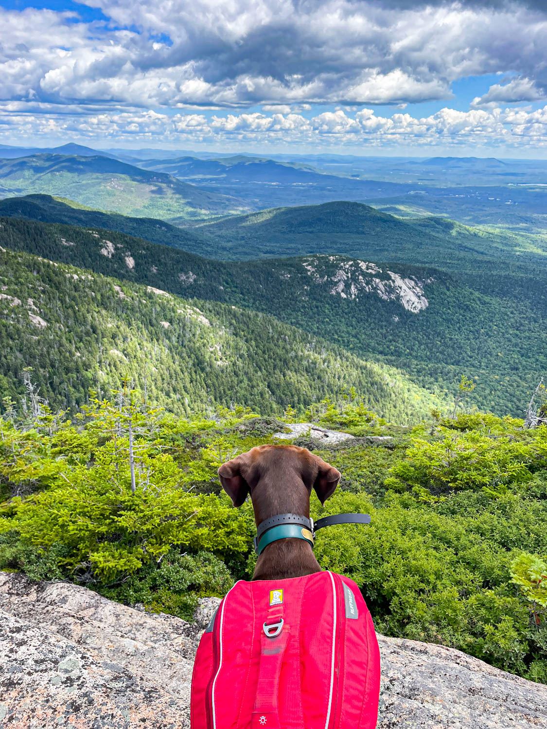 German Shorthaired Pointer wearing a red backpack looking down at a forest