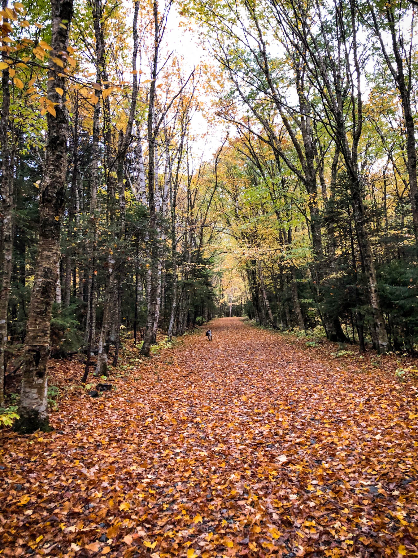 Hiking trail covered with orange and brown leaves