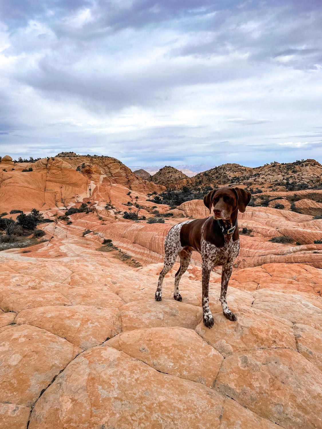 German Shorthaired Pointer standing in front of Yant Flats
