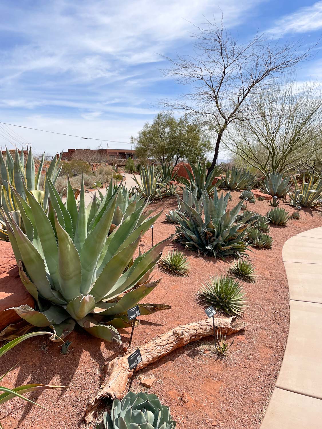 Cacti and various desert plants at Red Hills Desert Garden