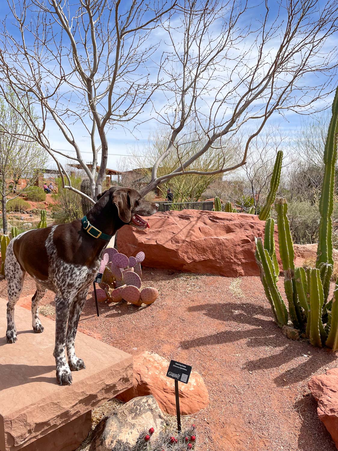 German Shorthaired Pointer standing in front of cacti at Red Hills Desert Garden 