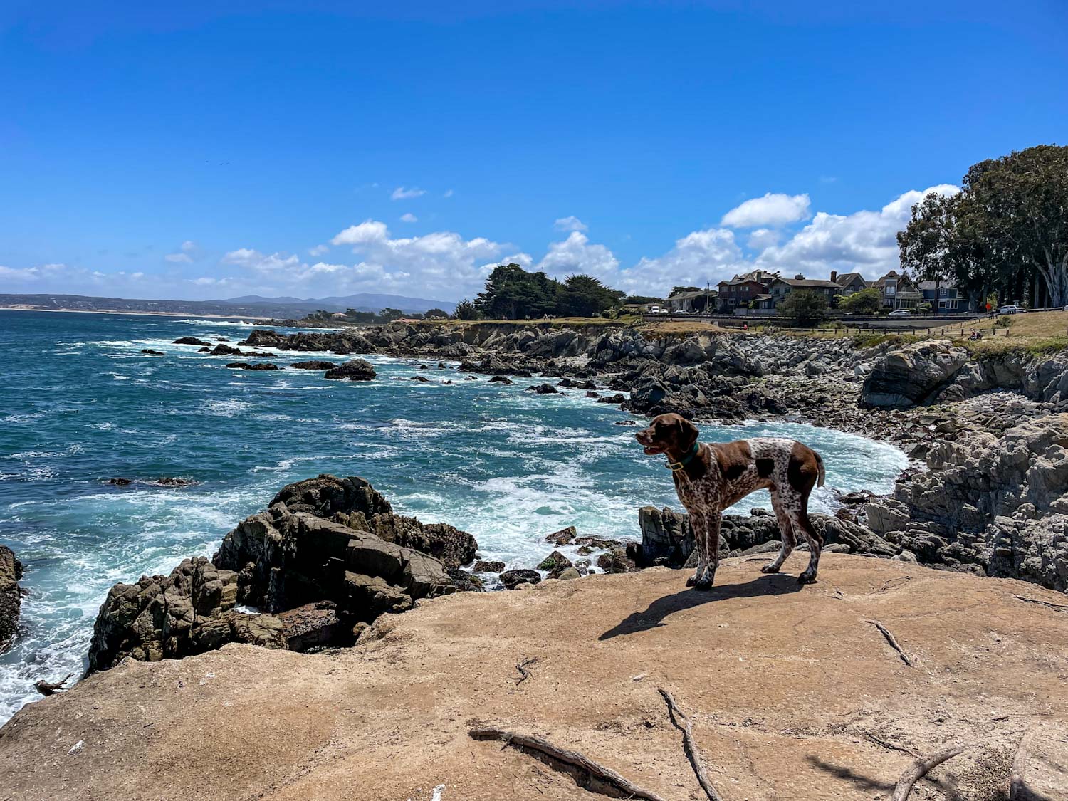 German Shorthaired Pointer standing on a ledge near the ocean in Monterey, California