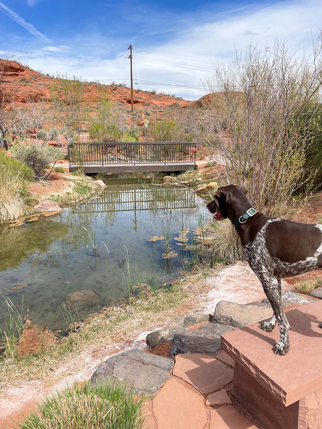 Dog looking at a small pond at Red Hills Desert Garden