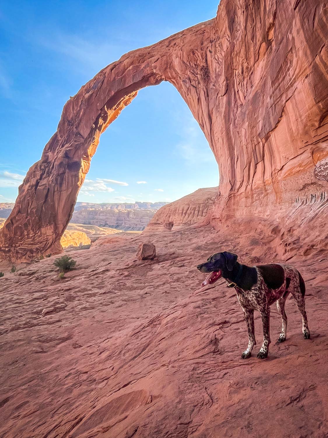 German Shorthaired Pointer standing in front of Corona Arch