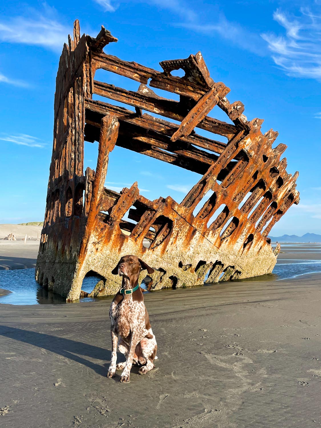 German Shorthaired Pointer sitting in front of the Wreck of the Peter Iredale