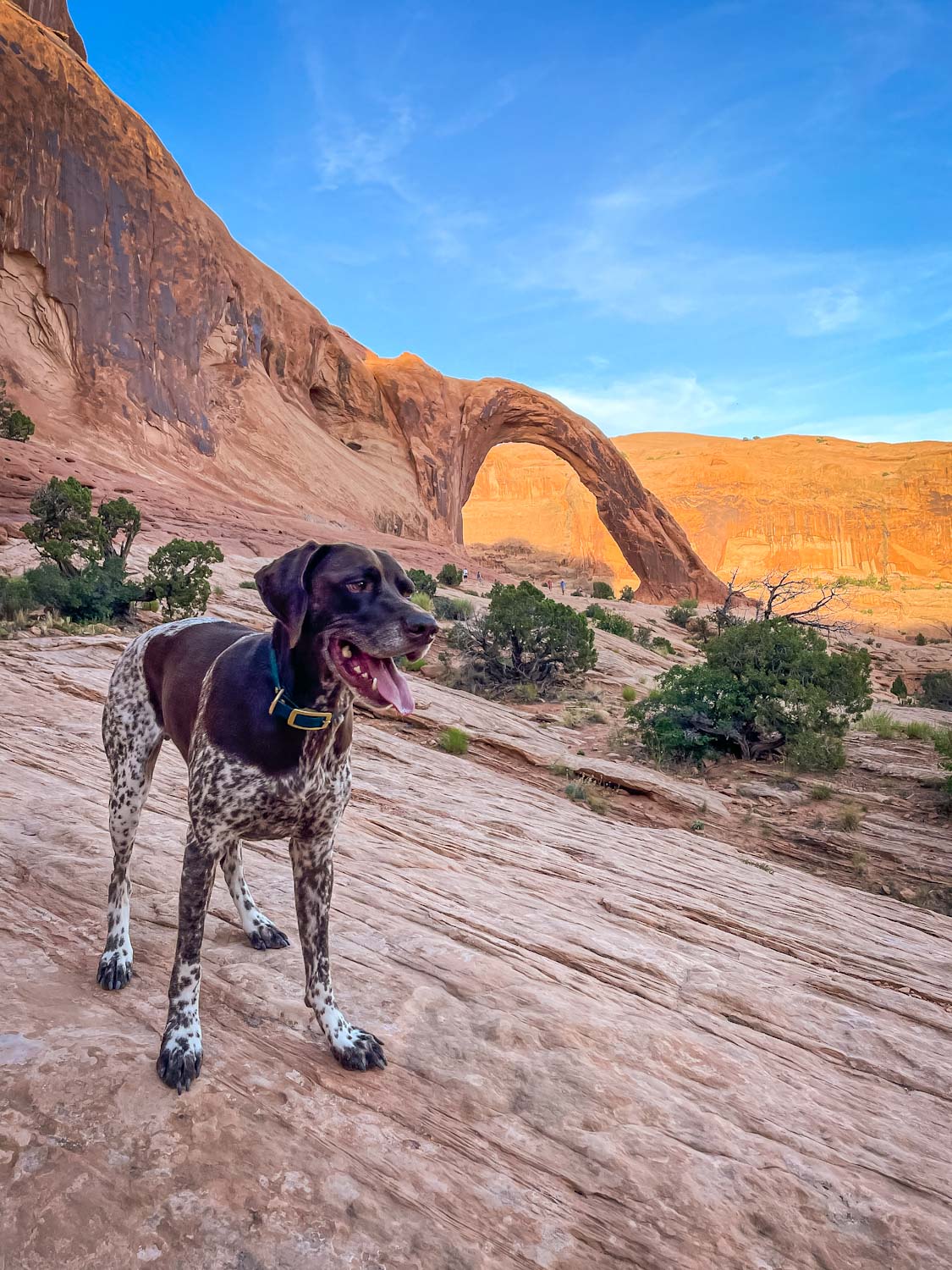 German Shorthaired Pointer standing in front of Corona Arch