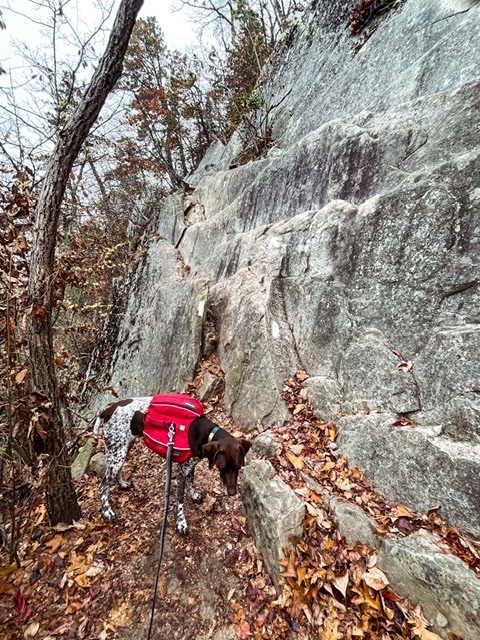 German Shorthaired Pointer standing next to a tall rock ledge on Dragon's Tooth Trail