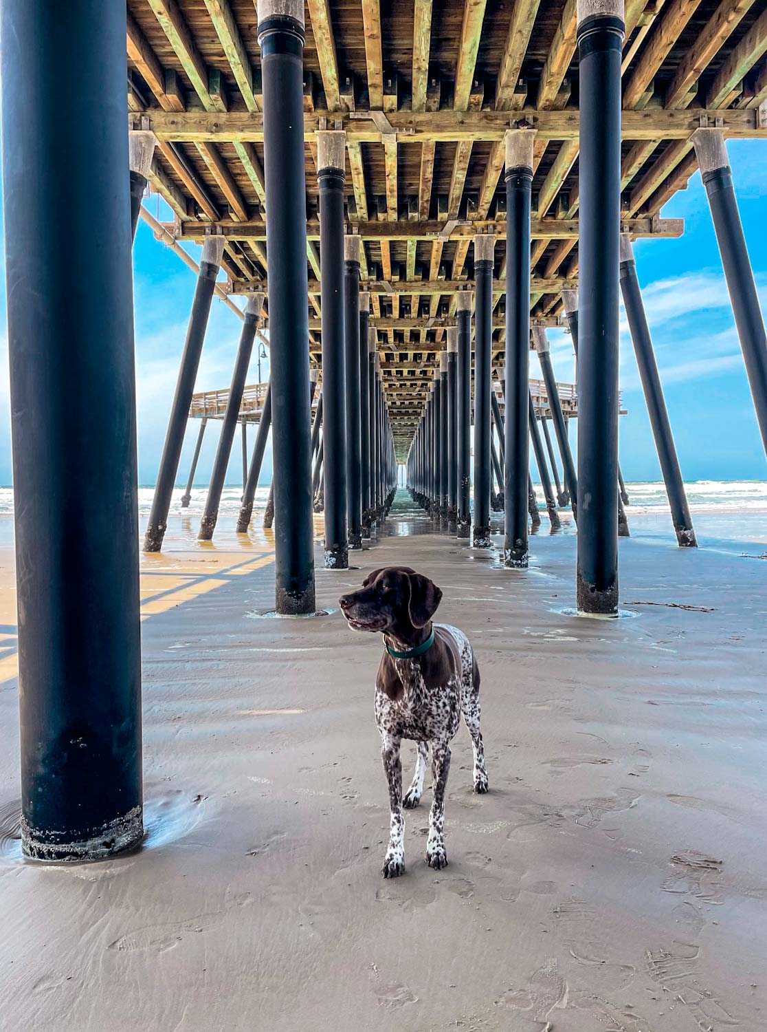 German Shorthaired Pointer standing underneath the pier at Pismo beach