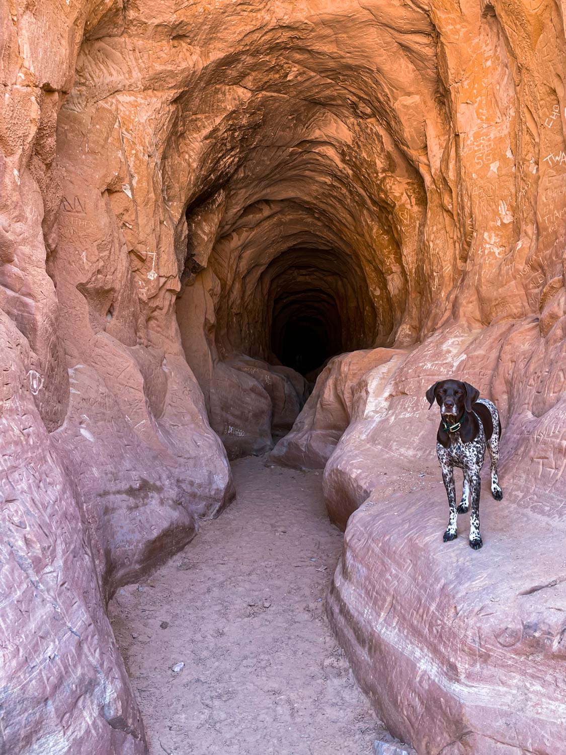 German Shorthaired Pointer standing at the entrance of The Belly of the Dragon trail