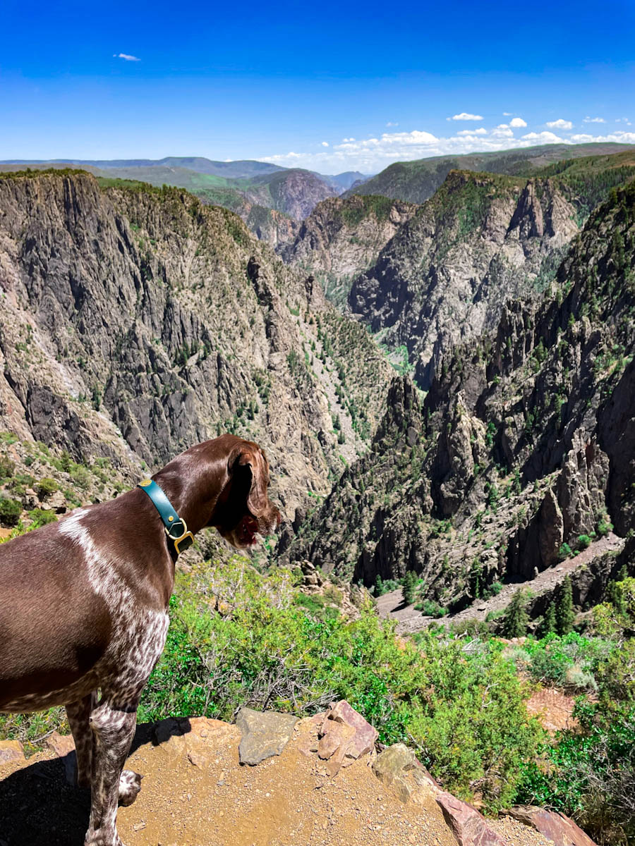 Dog looking at the valley at Valley of tall rocks at Black Canyon of the Gunnison National Park