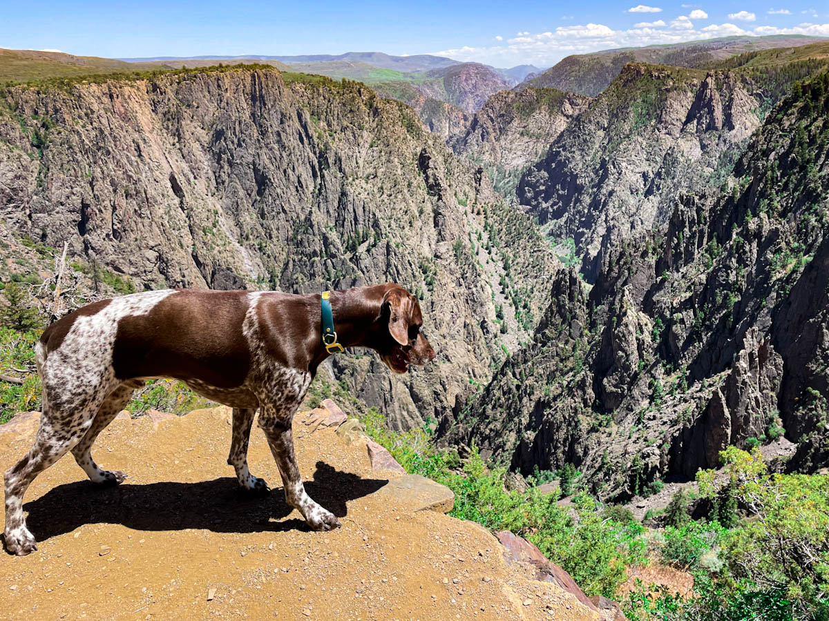 Dog looking at the river in the valley of Valley of tall rocks at Black Canyon of the Gunnison National Park