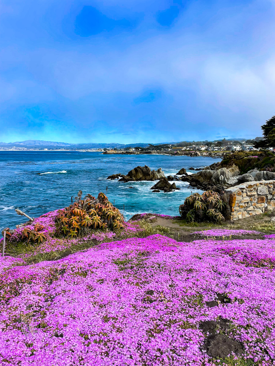Lush purple flowers near the ocean in Monterey, California