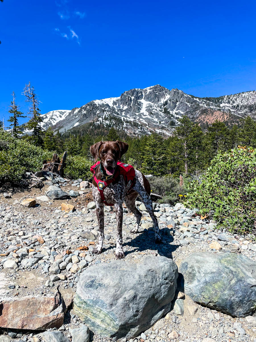 German Shorthaired Pointer wearing a red backpack and standing on a rocks with mountains in the background