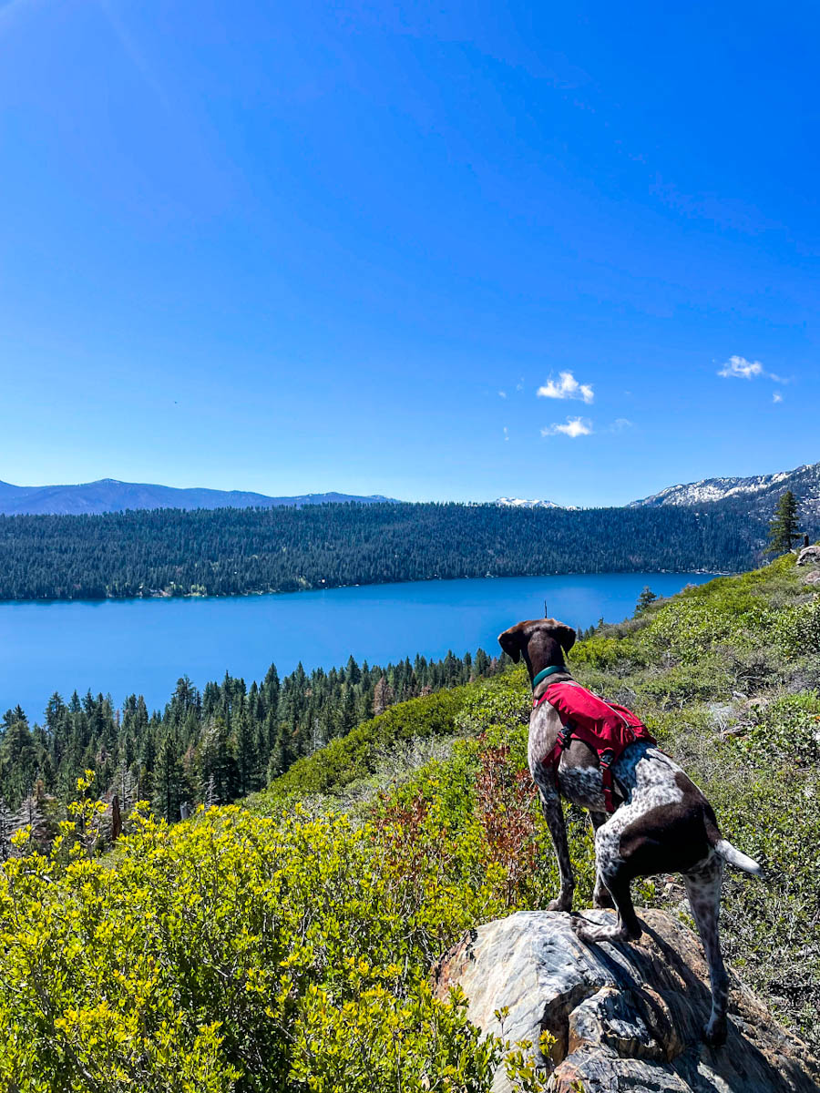 Dog wearing a red backpack and looking at a lake with bright blue water