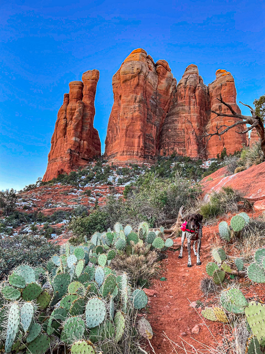 Dog wearing a red backpack while standing on a hiking trail surrounded by cactus and tall red rocks
