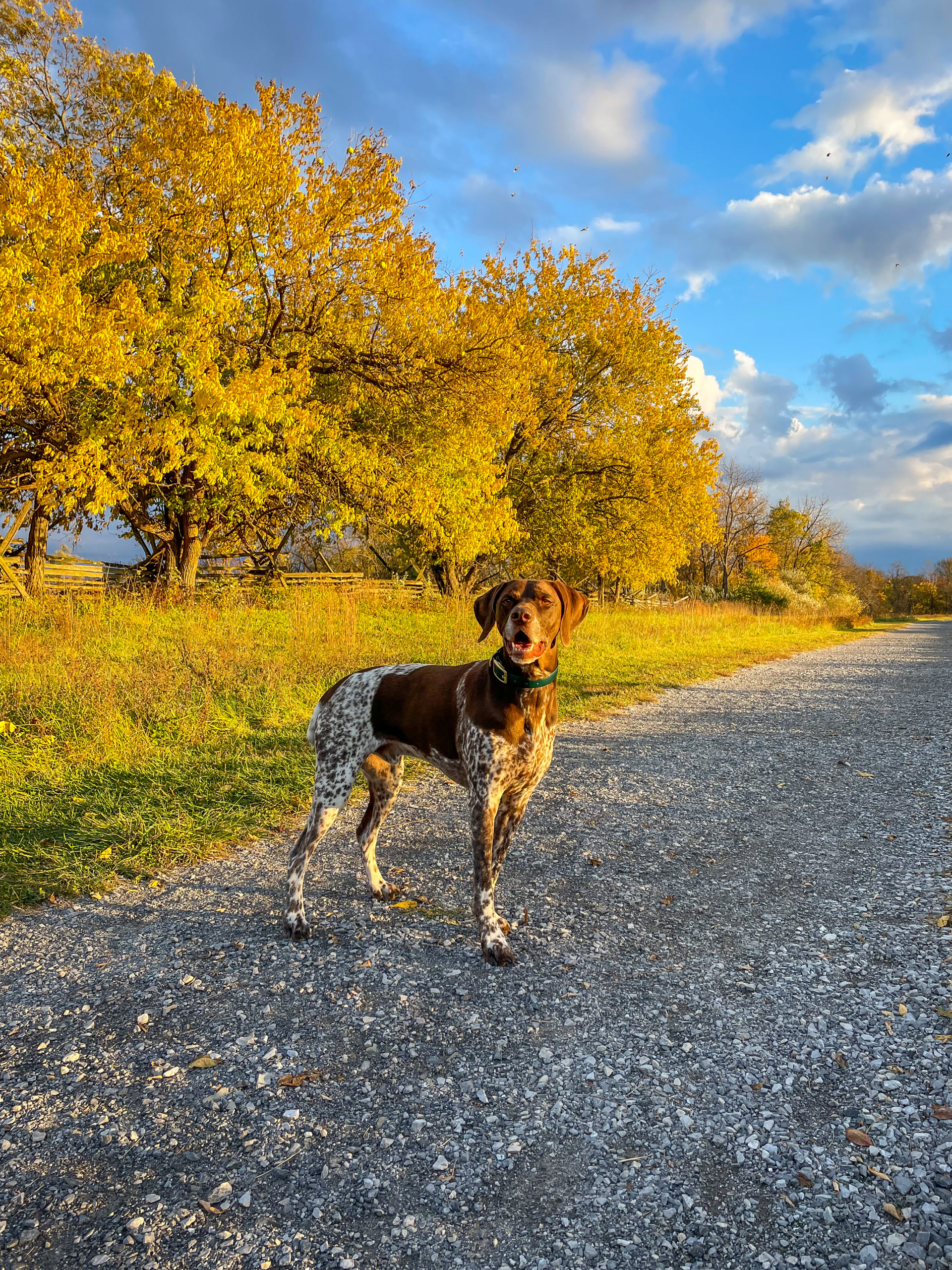 German Shorthaired Pointer standing on a gravel tail and trees with yellow leaves in the background