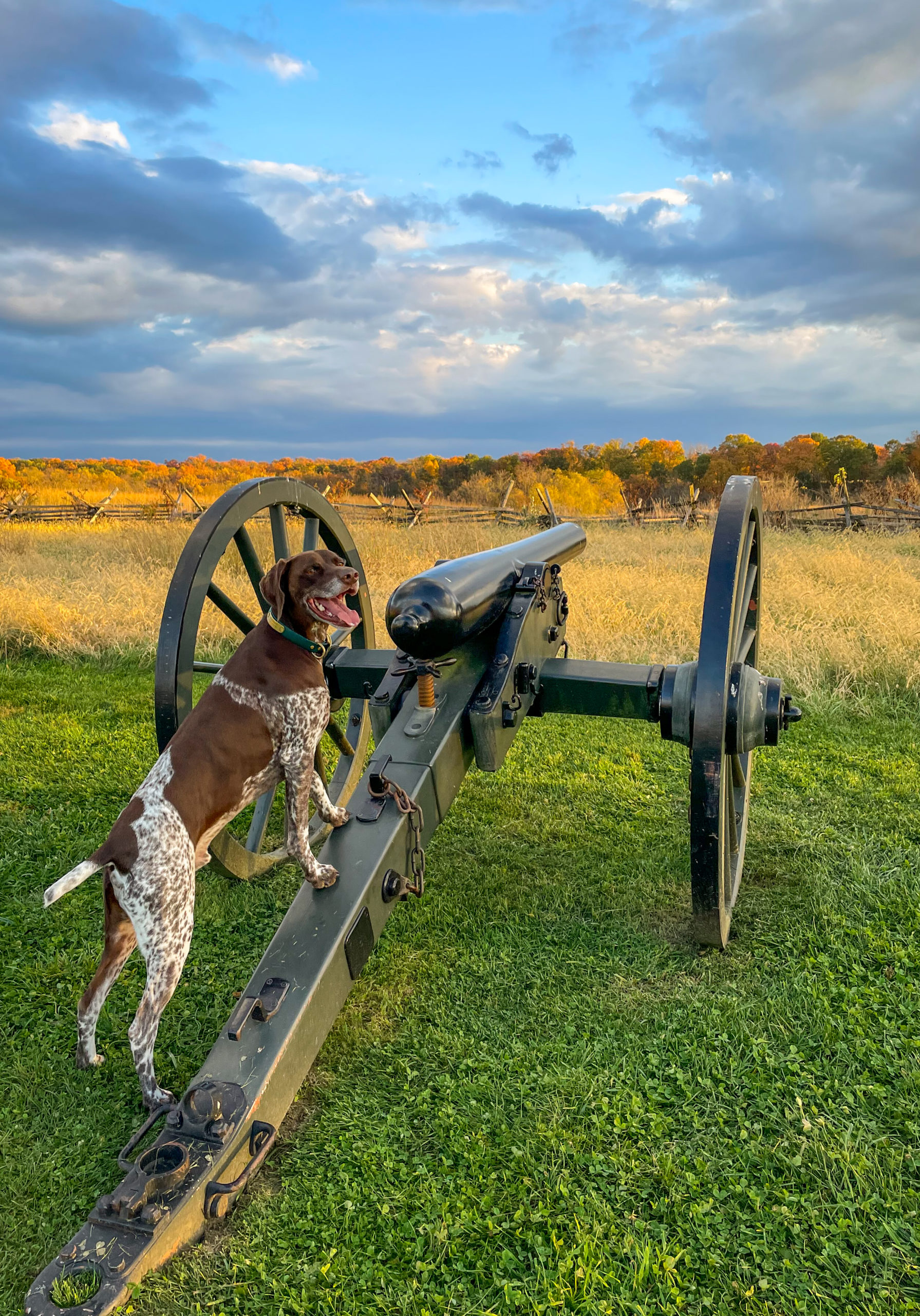 German Shorthaired Pointer standing on an old canon with his front paws 