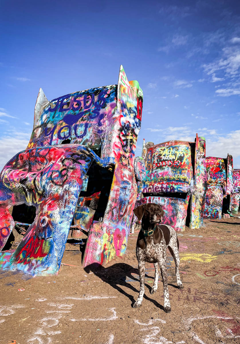 German Shorthaired Pointer standing in front of cars with graffiti at Cadillac Ranch
