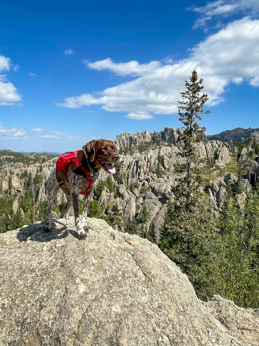 German Shorthaired Pointer wearing a red backpack and standing on a rock ledge at Custer State Park