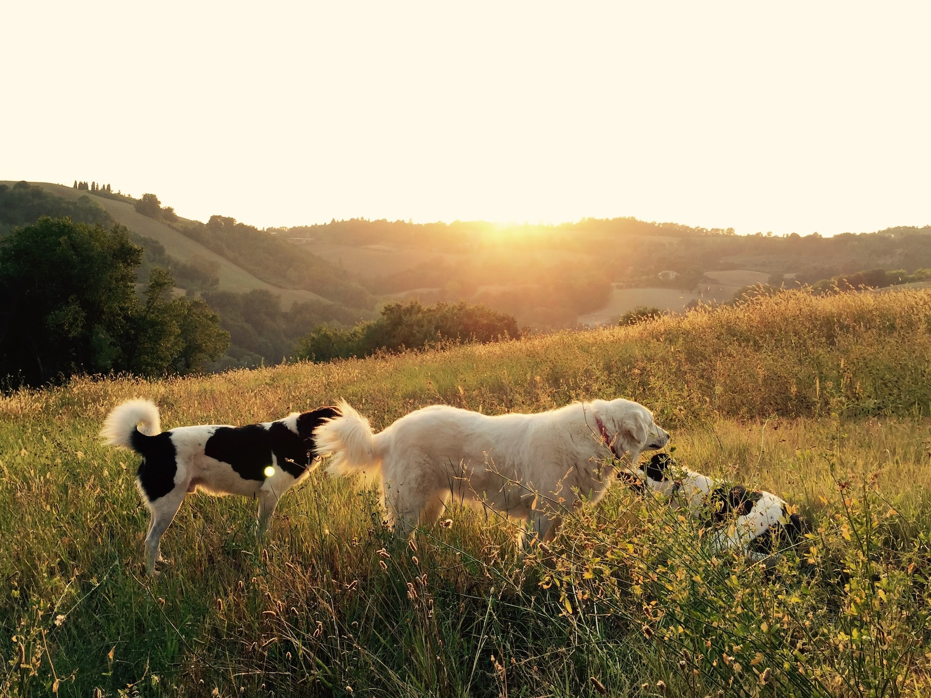 Three dogs standing next to each other in a meadow during sunset