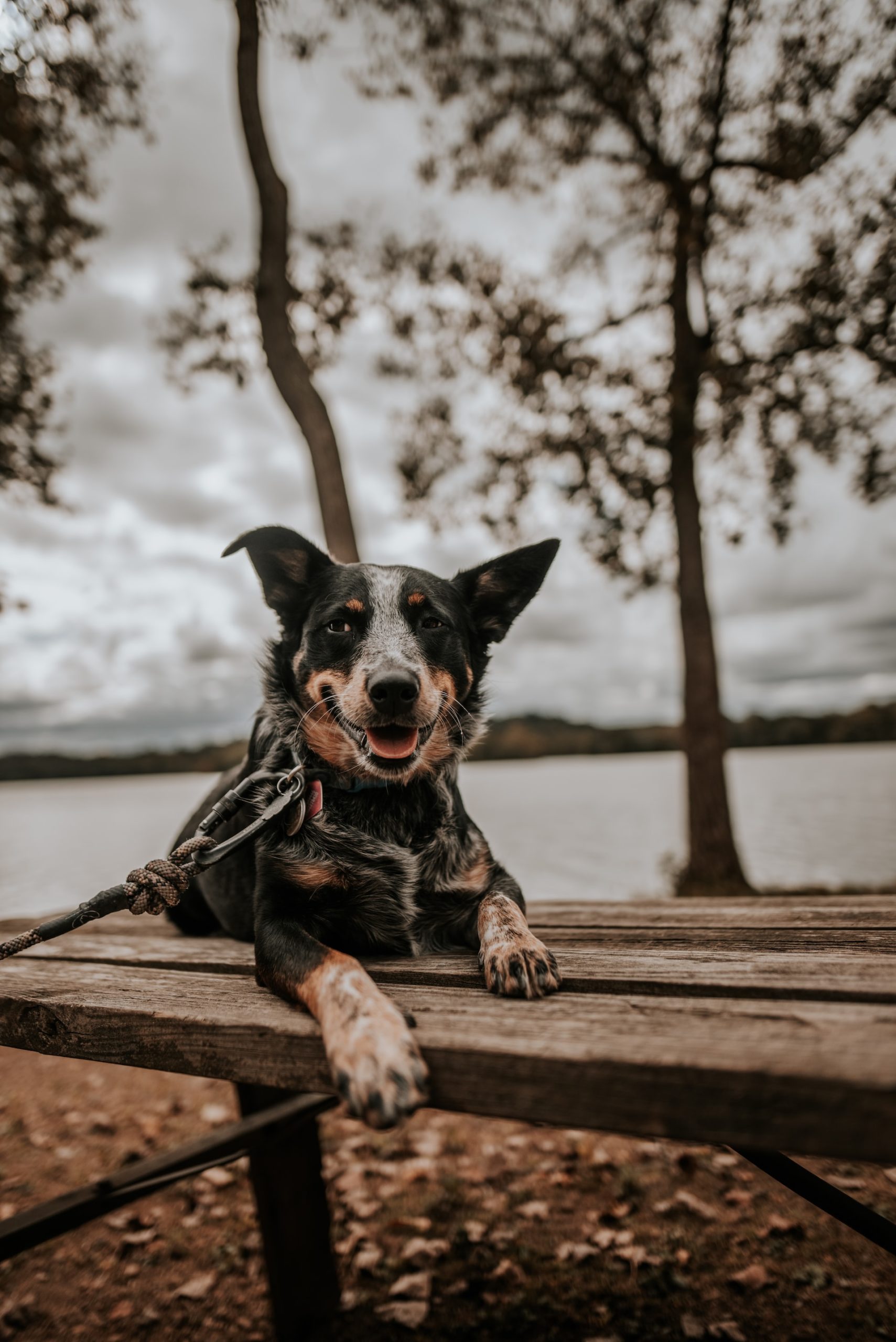 Blue Heeler dog laying on the top of a picnic table next to a lake