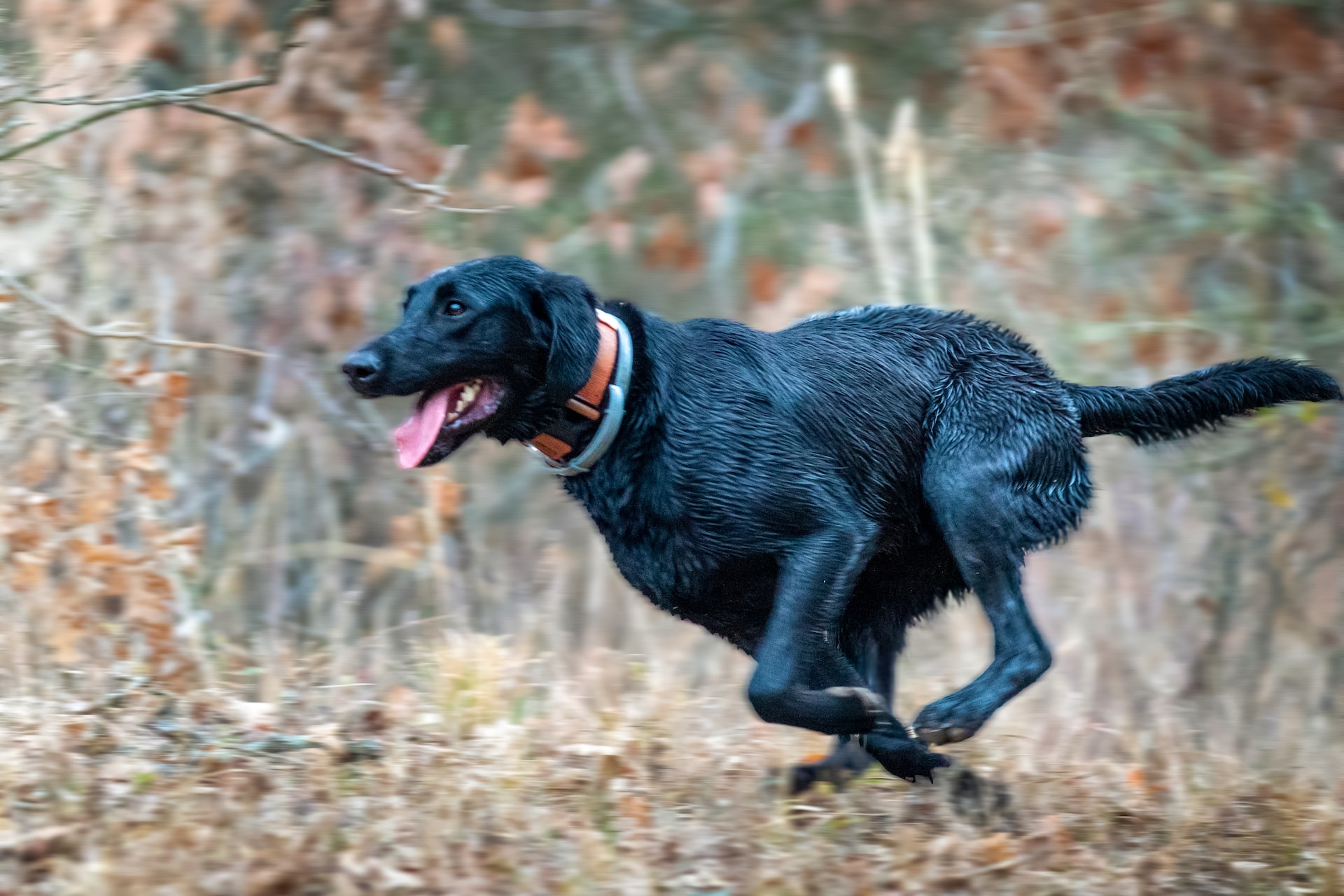 Black dog running with its tongue out