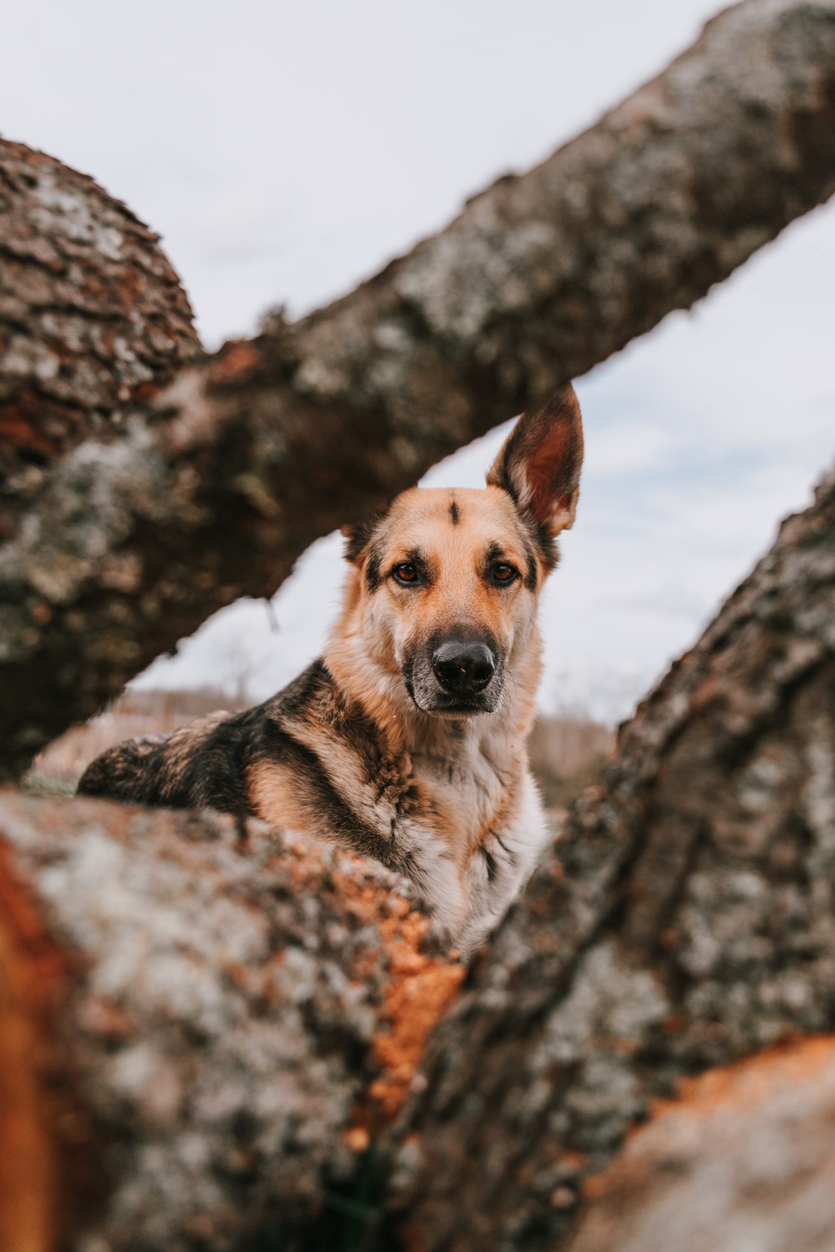 German Shepard Dog looking between large tree branches