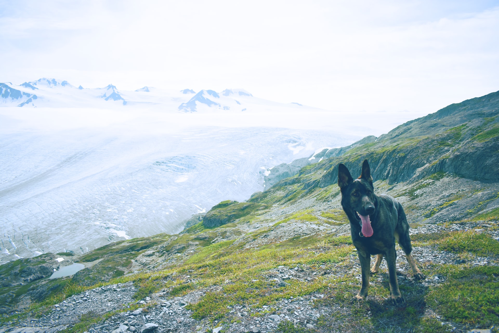 Black dog standing on a mountain with lush green grass and flowers