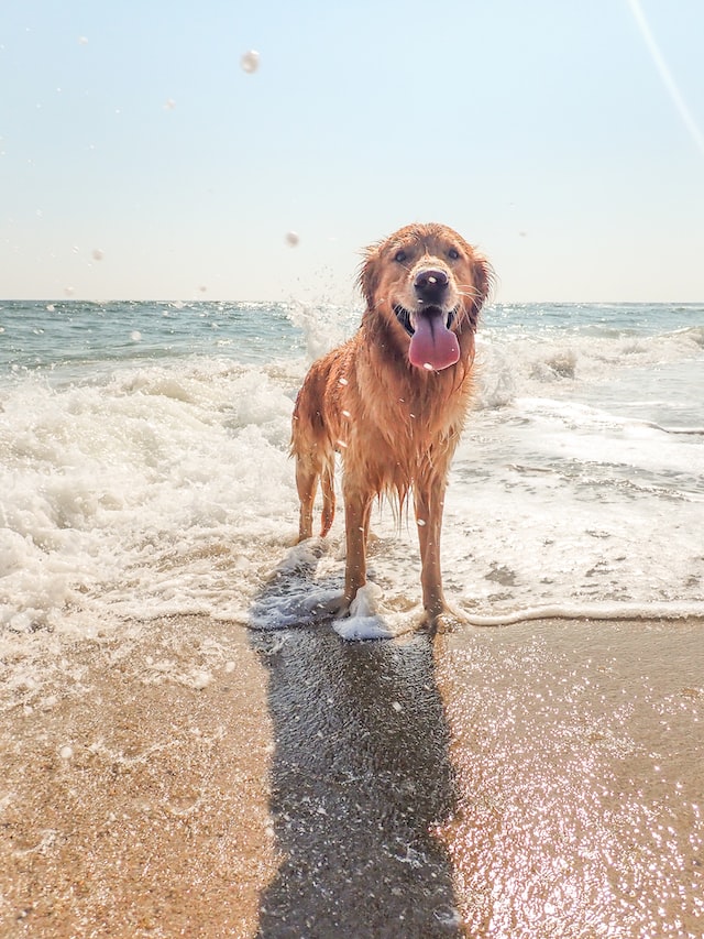 Golden Retriever standing on a beach with her feet in the ocean water 