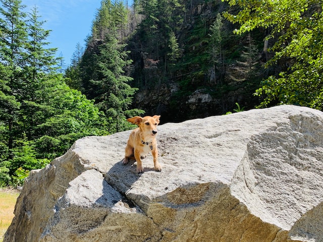Small tan dog sitting on a boulder with green conifer trees in the background