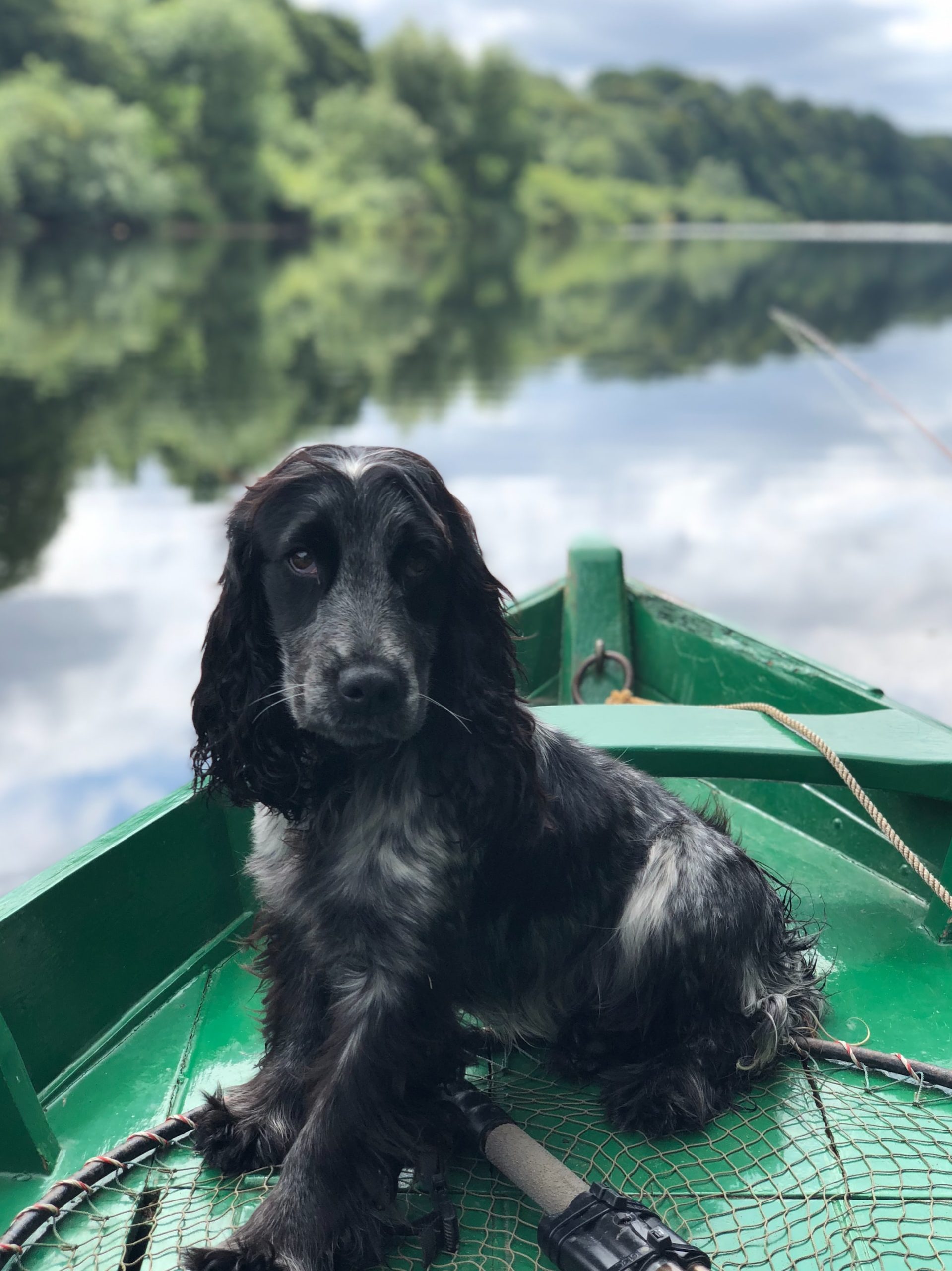 Spaniel dog sitting in a green canoe on a lake