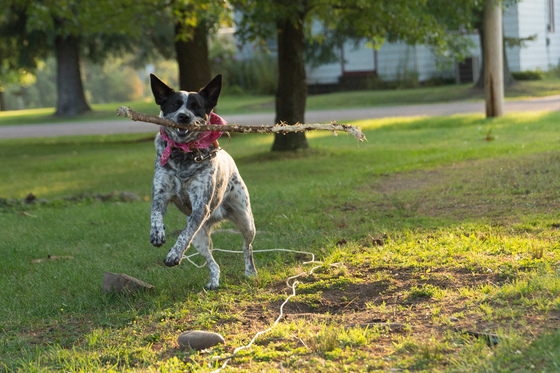 Blue heeler dog wearing a red bandana and running with a stick in his mouth