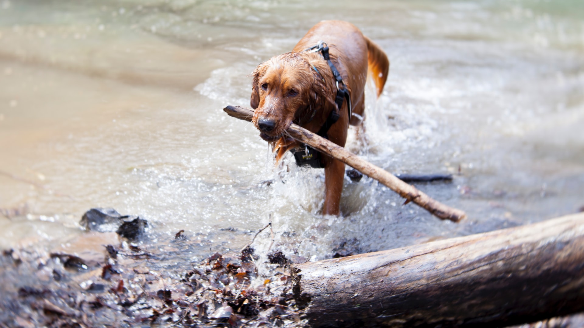 Golden Retriever dog exiting a lake while carrying a stick in his mouth