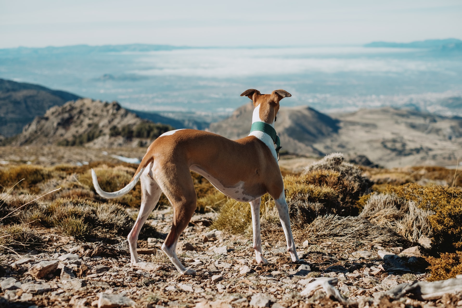 Whippet dog with a blue collar standing on a mountain overlooking the valley below