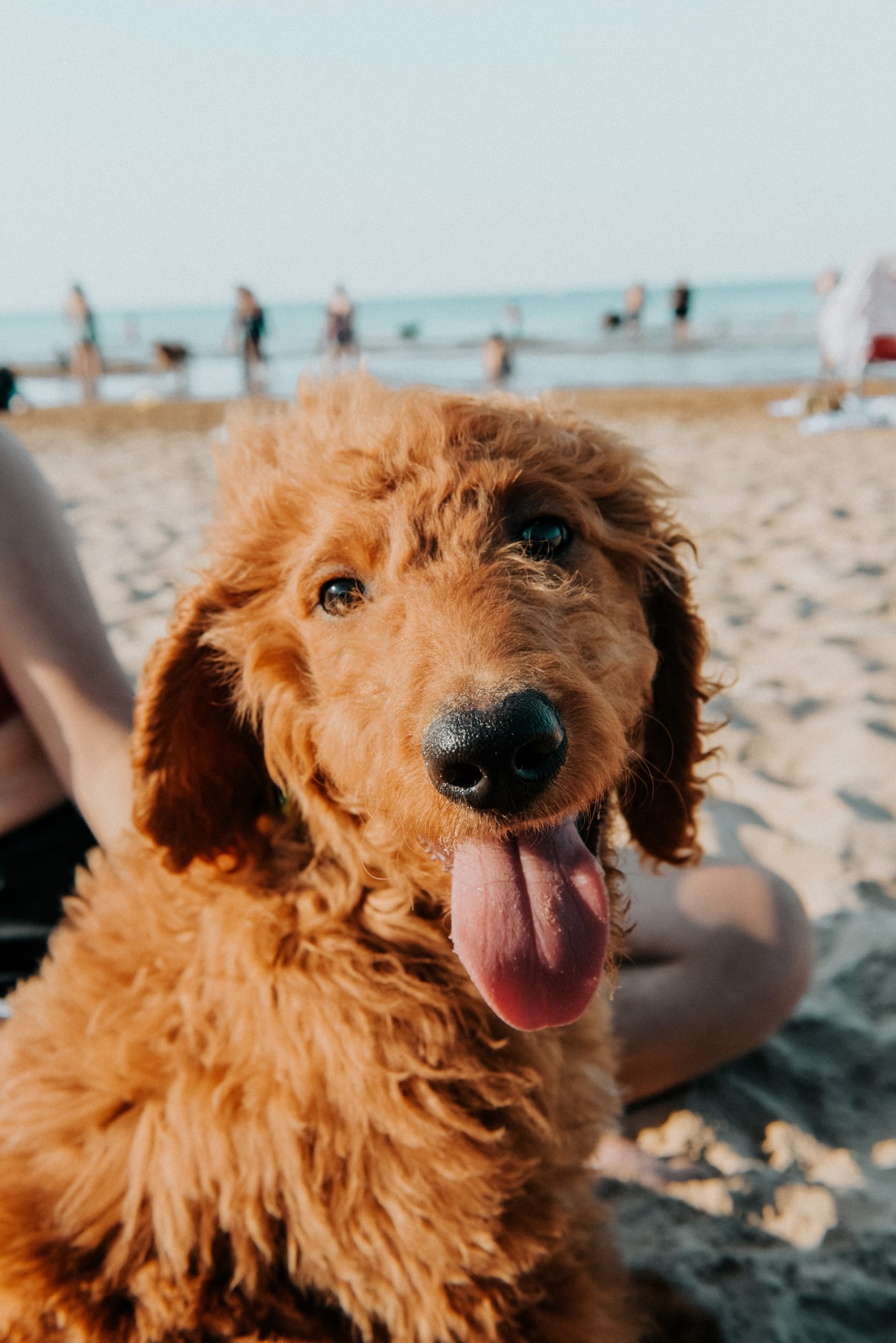 Labradoodle dog sitting on the beach with his tongue out