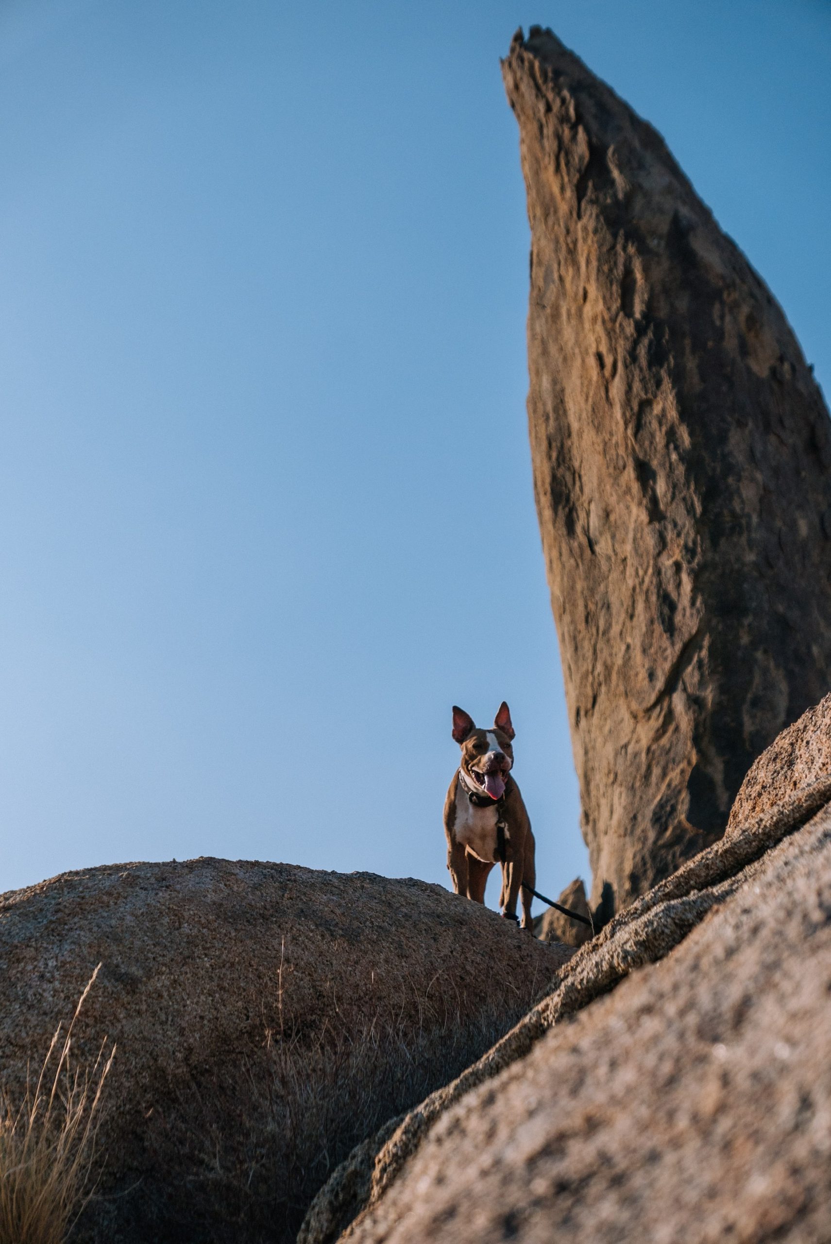 Black dog looking down from a ledge surrounded by tall boulders