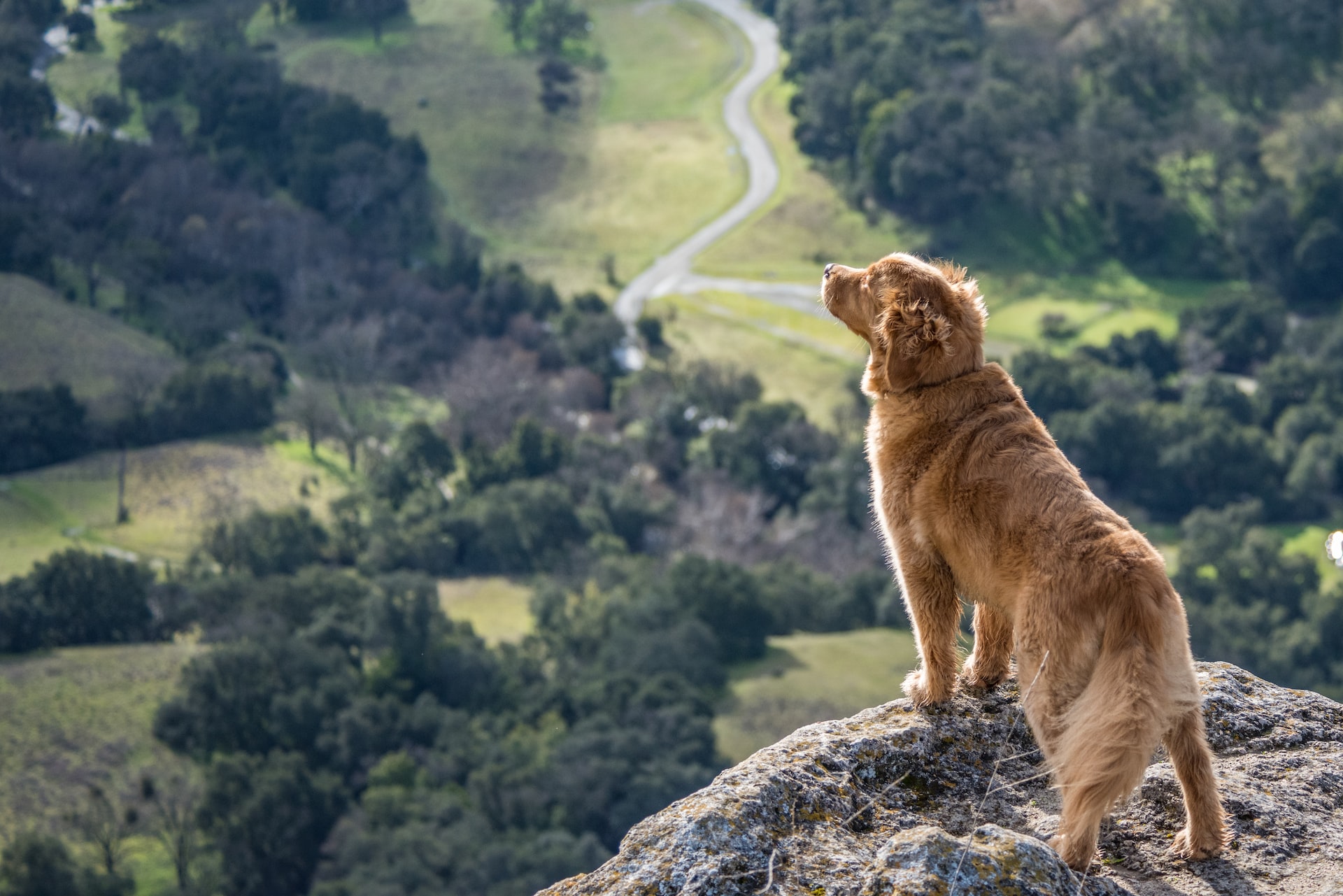 A golden retriever standing on a mountain ledge looking at the forest below